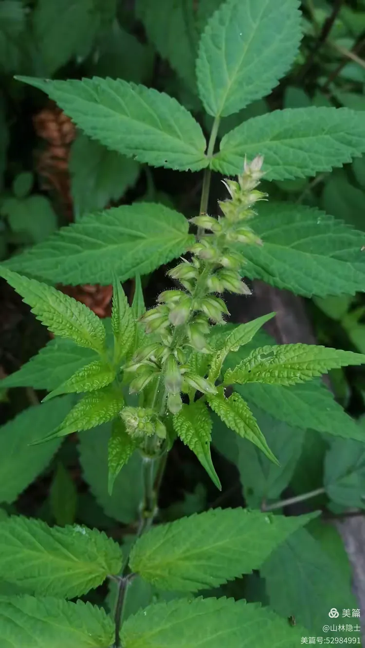 大山里发现野生药材:南丹参